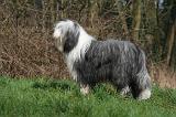 BEARDED COLLIE 347